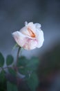 Photo of a isolated white rose on a blurred background