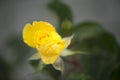 Yellow rose on a blurred background