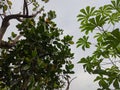 photo of jackfruit and cassava trees