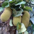 photo of jackfruit pistil