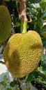 This is a photo of the jackfruit from the tree