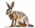 photo of jackrabbit isolated on white background. Generative AI