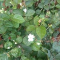 photo of jasmine flowers smells good and has beautiful colors, so women like