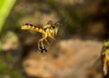 JataÃÂ­ bee flying macro photo - Bee Tetragonisca angustula Royalty Free Stock Photo