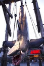 Photo of the JAWS shark Royalty Free Stock Photo