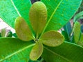 photo of jelutung leaves wet by rain splashes in the afternoon.