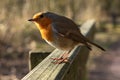 Cheeky Robin. European robin Erithacus rubecula