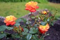 Photo of a Judy Garland rose bush Royalty Free Stock Photo