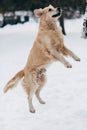 Photo of jumping labrador on winter walk