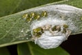 Jumping spider nest with puppies extreme closeup Royalty Free Stock Photo