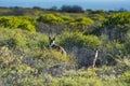 Australian Kangaroo`s at sunset in the wild Royalty Free Stock Photo