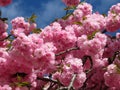 Kwanzan Cherry Blossoms in Washington DC in Spring Royalty Free Stock Photo
