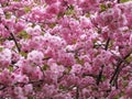 Pastel Kwanzan Cherry Blossoms in Washington DC