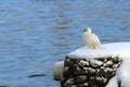 Photo of Kelp Goose in the snow