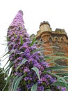 Kent country castle home with tall spiky climbing pride of madeira plant flowers