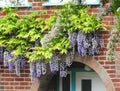 Kent country cottage home with trailing climbing wisteria plant flowers arch porch doorway Royalty Free Stock Photo