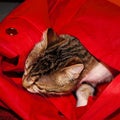 photo of a kitten sleeping in a red bag Royalty Free Stock Photo