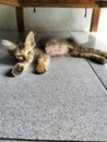 A photo of a kitten sleeping under a chair during the day Royalty Free Stock Photo