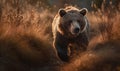 photo of Kodiak bear running in tall grass at sunset. Generative AI