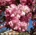 Kwanzan Cherry Blossoms in April in Spring