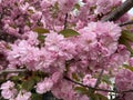 Kwanzan Cherry Blossoms in Early April in Spring