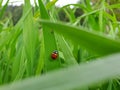 Photo of a ladybug coccinellidae in wheat plant