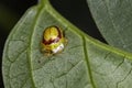 Ladybug green neon on leaf close up photo