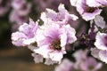 Photo Lagerstroemia floribunda Jack