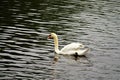 lake with the Swan, water birds of the duck family Royalty Free Stock Photo