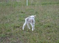 A photo of lamb in the field