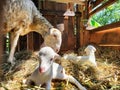 this is a photo of a lamb in a stable with its mother