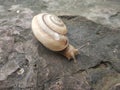 Photo of land snail. Garden snails are the snails that most people see on a daily basis Royalty Free Stock Photo