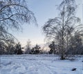 photo landscapes fabulous winter forest,birch trees fir trees rowan in ice apples in snow