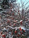 photo landscapes fabulous winter forest,birch trees fir trees rowan