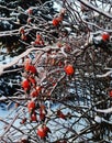photo landscapes fabulous winter forest,birch trees fir trees rowan in ice