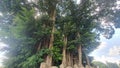 photo of a large banyan tree taken from below