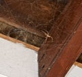 Photo of a large brown spider in web under patio cover