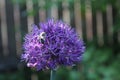 Purple flower of a decorative onion and a bee Royalty Free Stock Photo