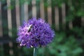 Purple flower of a decorative onion and a bee Royalty Free Stock Photo