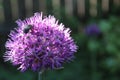 Purple flower of a decorative onion and a bee Royalty Free Stock Photo