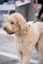 Photo of a large golden poodle on a leash