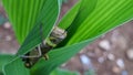 photo of a large grasshopper eating a leaf