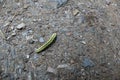 Photo of a large green caterpillar crawling on brown ground and pebbles. Royalty Free Stock Photo