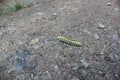 Photo of a large green caterpillar crawling on brown ground and pebbles. Royalty Free Stock Photo