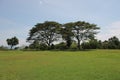 photo of a large green meadow with two large trees standing side by side Royalty Free Stock Photo