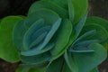 Photo of large leaves of succulent plants with green and blue tones.