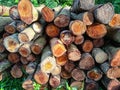 Photo of a large pile of logs in a forest