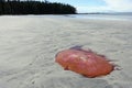 A photo of a large red lion`s mane jellyfish washed up on a sandy beach at low tide.