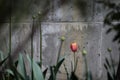 A lonely late blosoomed tulip next to the wall