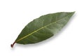 Photo of  laurel leaf on white Royalty Free Stock Photo